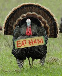 ham_turkey