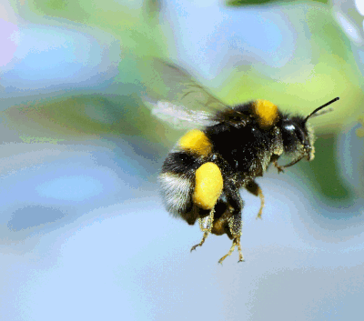 Can-bumblebees-really-fly-2-PS (1)